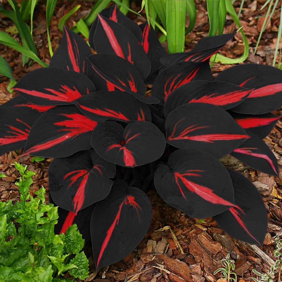 200 Hosta Seeds - Non-GMO Black Red Hostas Plants Seeds for Planting Perennial