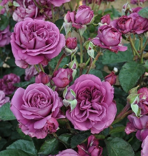Sunbelt® Plum Perfect™ Shrub Rose - Live Plant ( 1 QT ) - Repeat Blooms