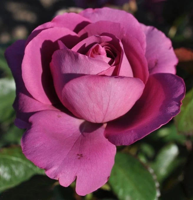 Sunbelt® Plum Perfect™ Shrub Rose - Live Plant ( 1 QT ) - Repeat Blooms