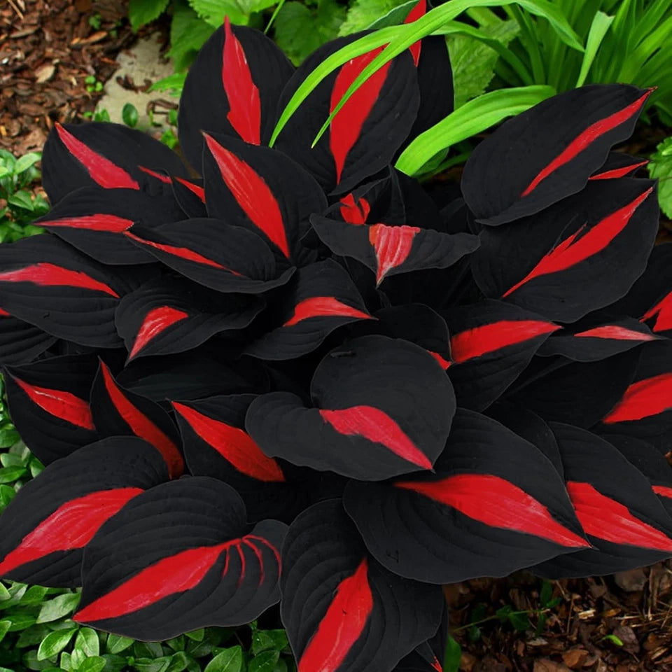 200 Hosta Seeds - Non-GMO Black Red Hostas Plants Seeds for Planting Perennial