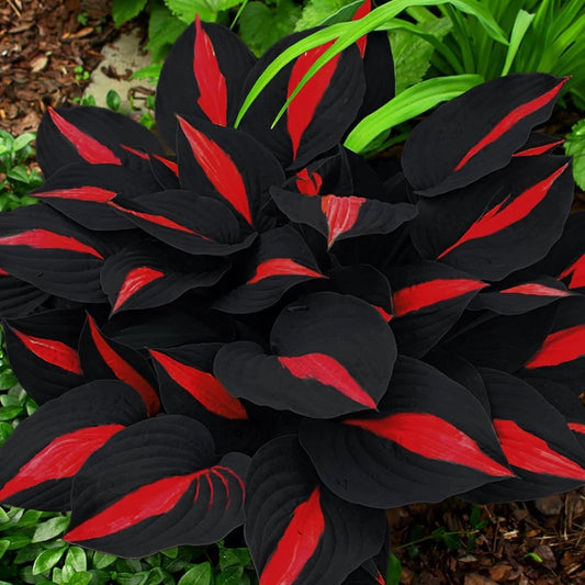 200 Hosta Seeds - Non-GMO Black Red Hostas Plants Seeds for Planting Perennial