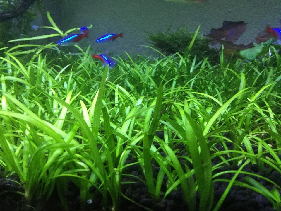 BUY 2 GET 1 FREE Dwarf Sagittaria Subulata Aquarium Plants