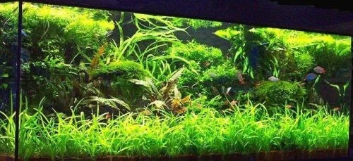BUY 2 GET 1 FREE Dwarf Sagittaria Subulata Aquarium Plants